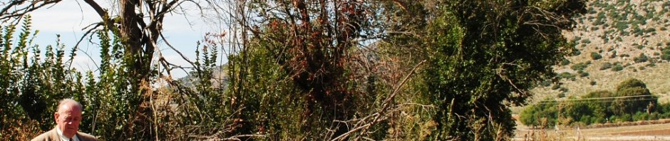 Alamo de la Higuera © Pilar María Sánchez Cabrera